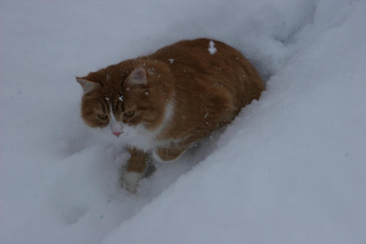 Manx Lille Peter Edderkop billede 1