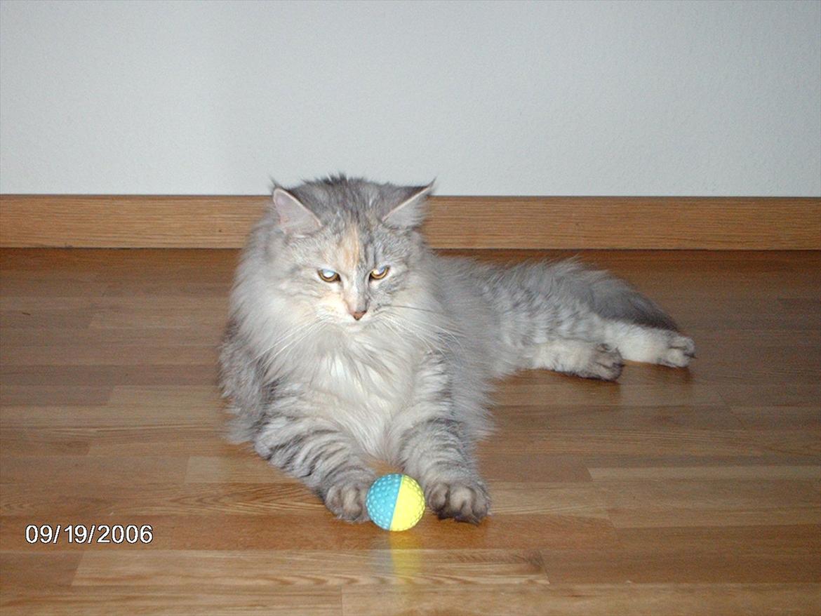Maine Coon Lucky Coon's killing R.I.P <3 † billede 2