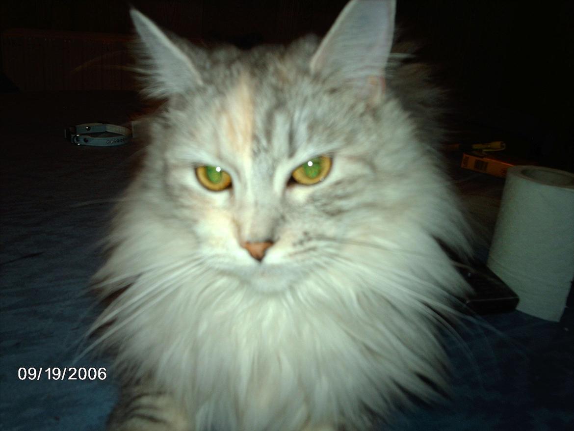 Maine Coon Lucky Coon's killing R.I.P <3 † - min lille smukke pige R.I.P billede 1