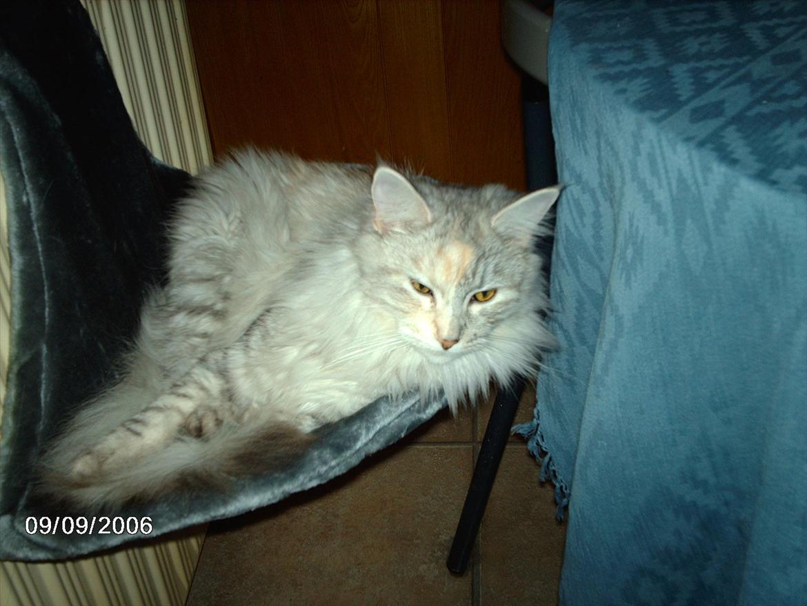 Maine Coon Lucky Coon's killing R.I.P <3 † billede 3
