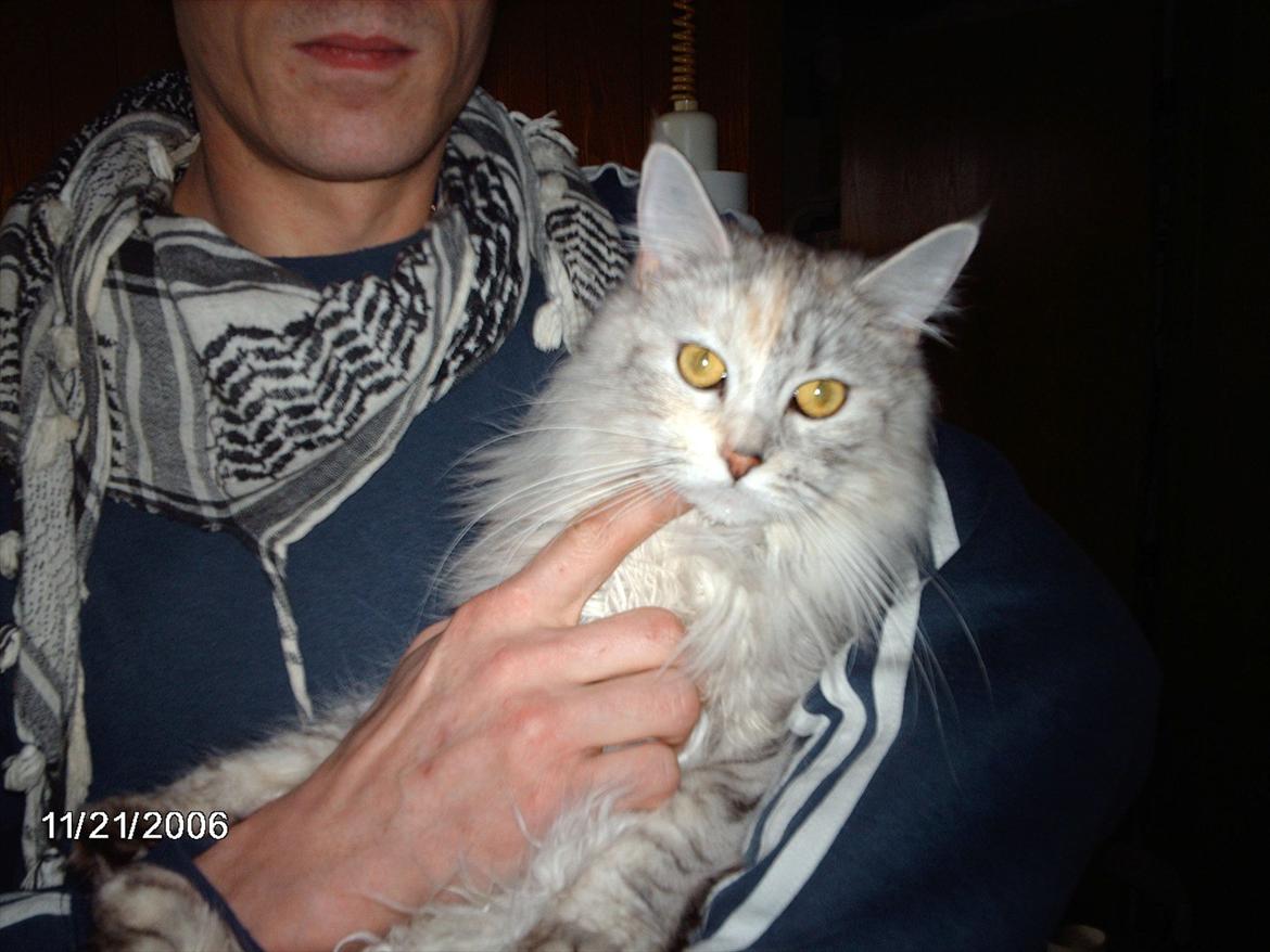 Maine Coon Lucky Coon's killing R.I.P <3 † billede 4