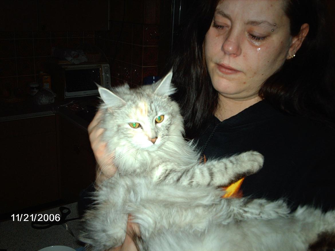 Maine Coon Lucky Coon's killing R.I.P <3 † - min sidste dag sammen med min lille skat <3 billede 5