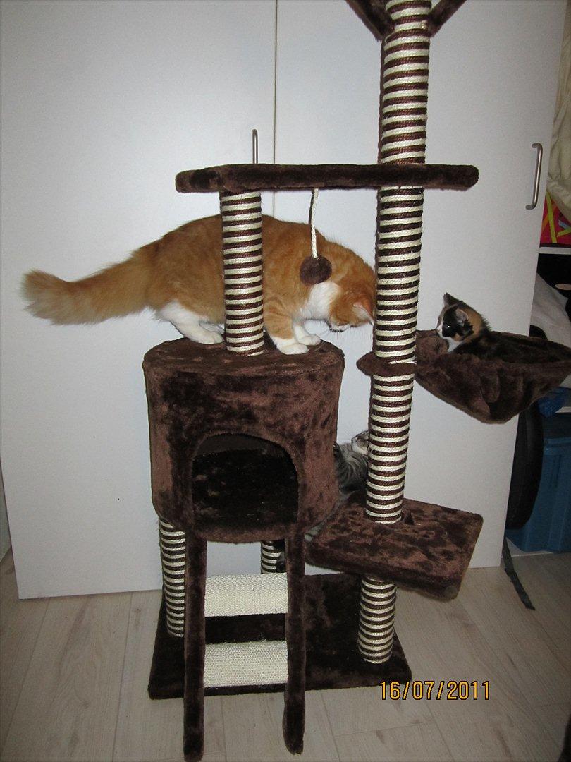 Manx Lille Peter Edderkop billede 2