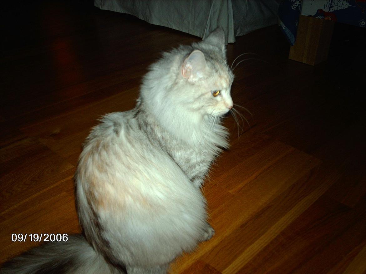 Maine Coon Lucky Coon's killing R.I.P <3 † billede 6