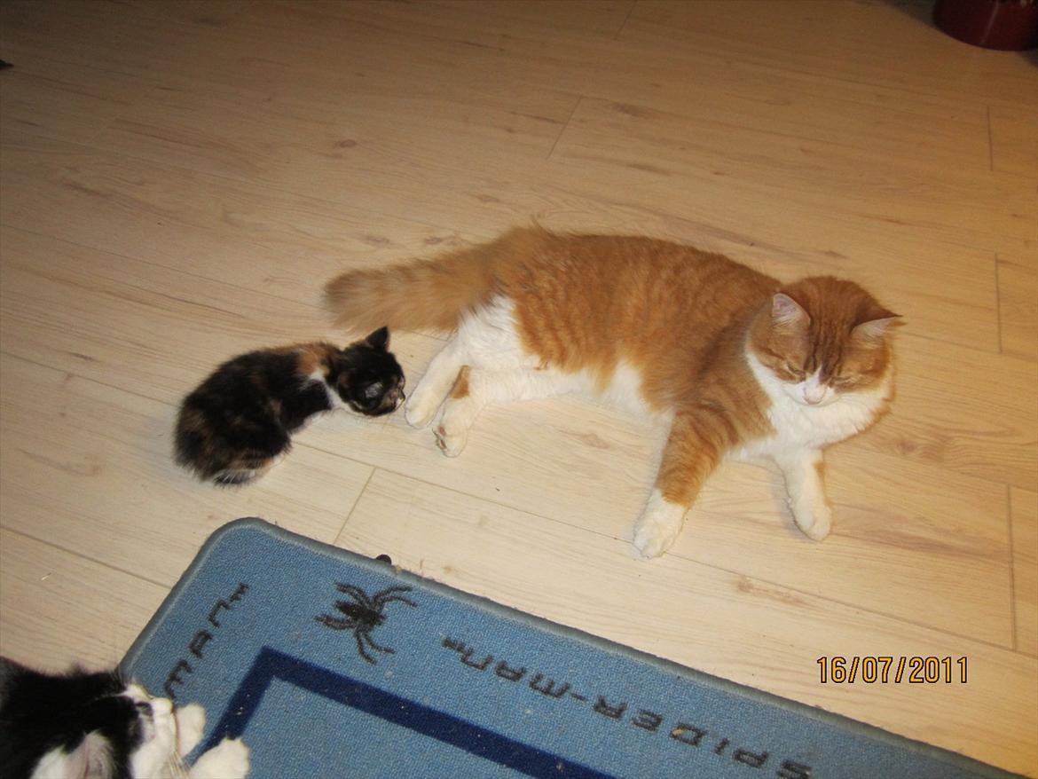 Manx Lille Peter Edderkop billede 3