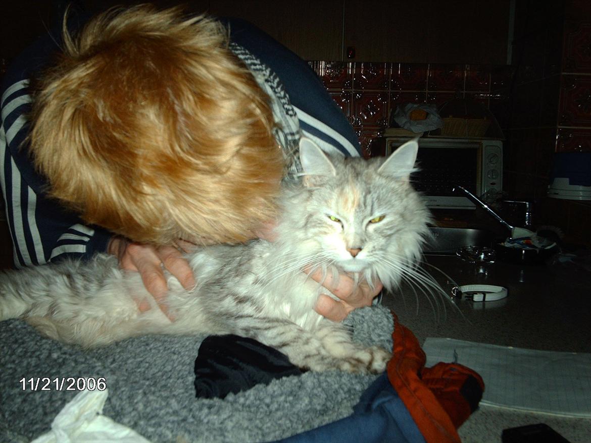 Maine Coon Lucky Coon's killing R.I.P <3 † - sidste billede a killing og allan <3 billede 7
