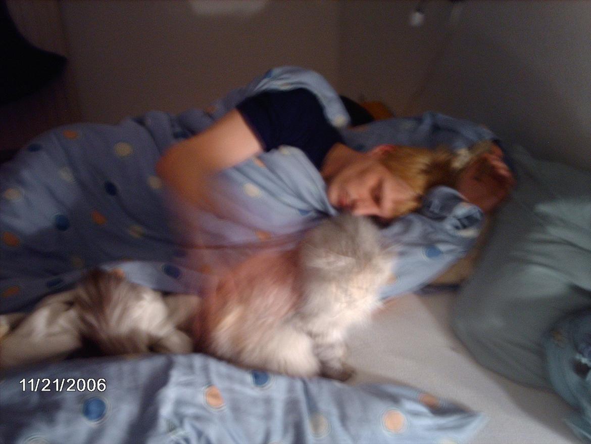 Maine Coon Lucky Coon's killing R.I.P <3 † - sidste nat med killing billede 8