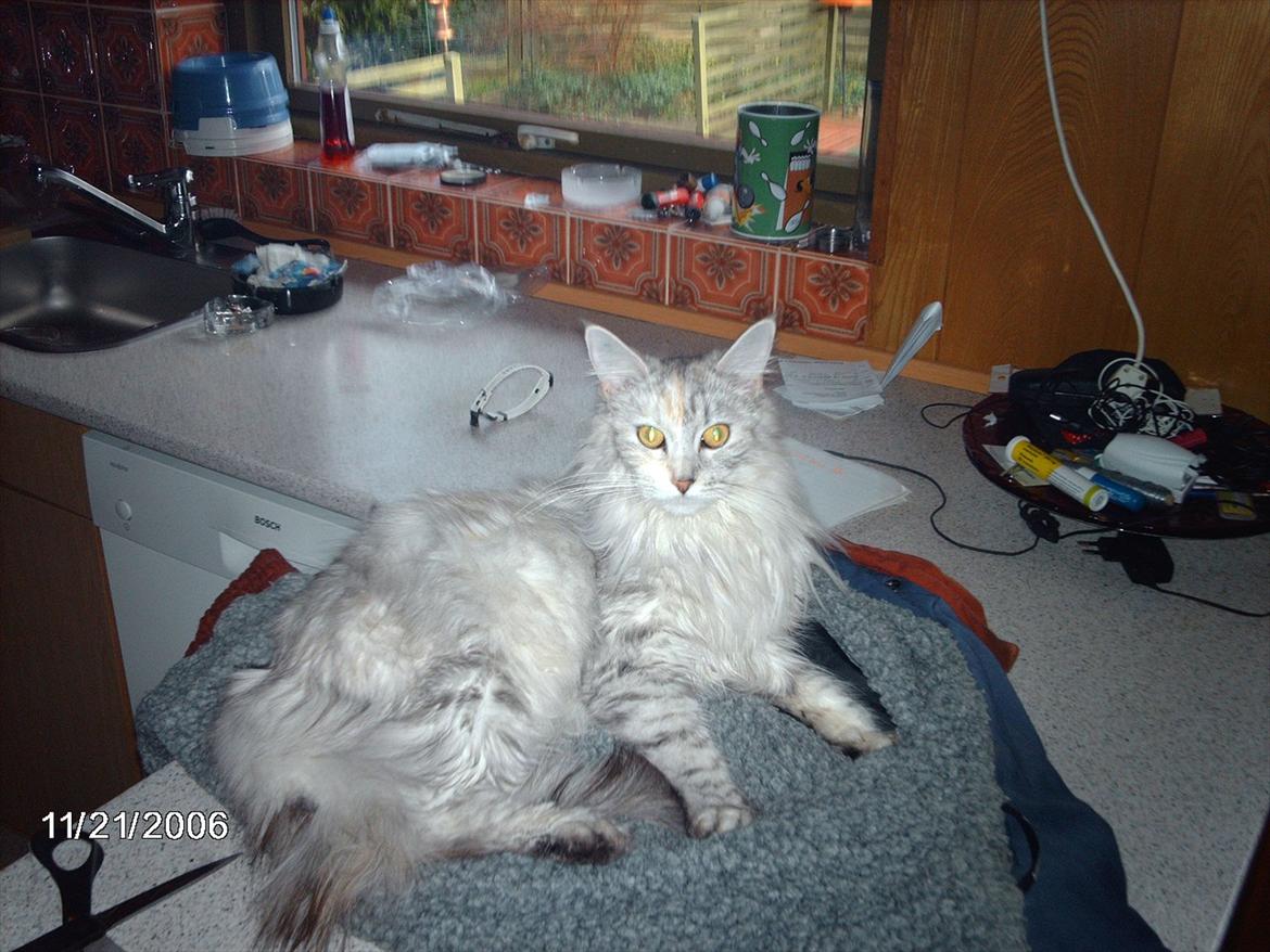 Maine Coon Lucky Coon's killing R.I.P <3 † billede 9