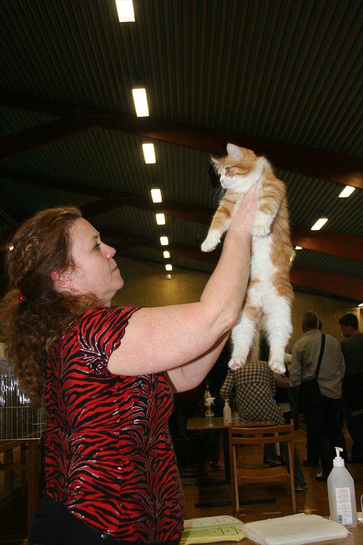 Manx Lille Peter Edderkop billede 5