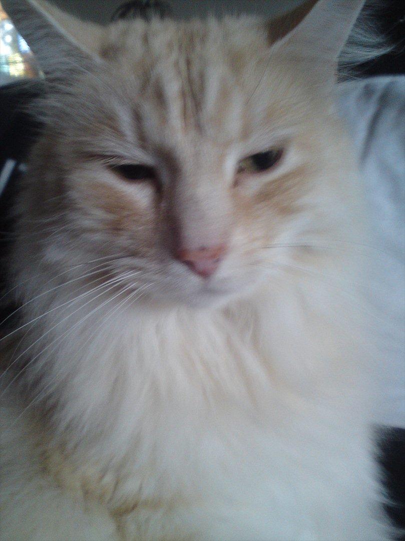 Maine Coon basse billede 3