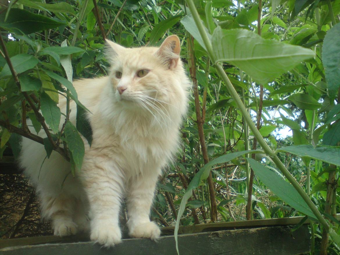 Maine Coon basse billede 1