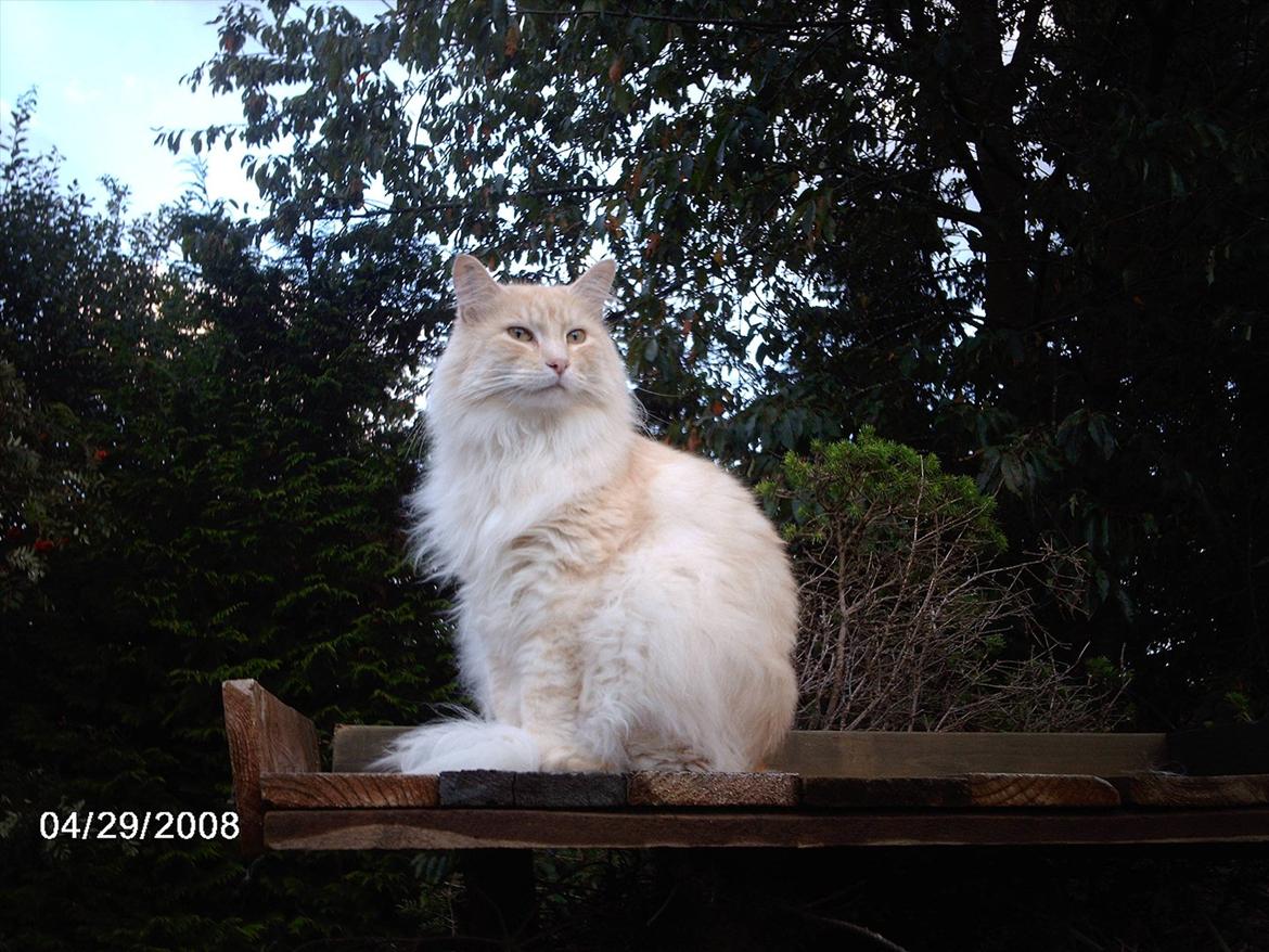 Maine Coon basse billede 4