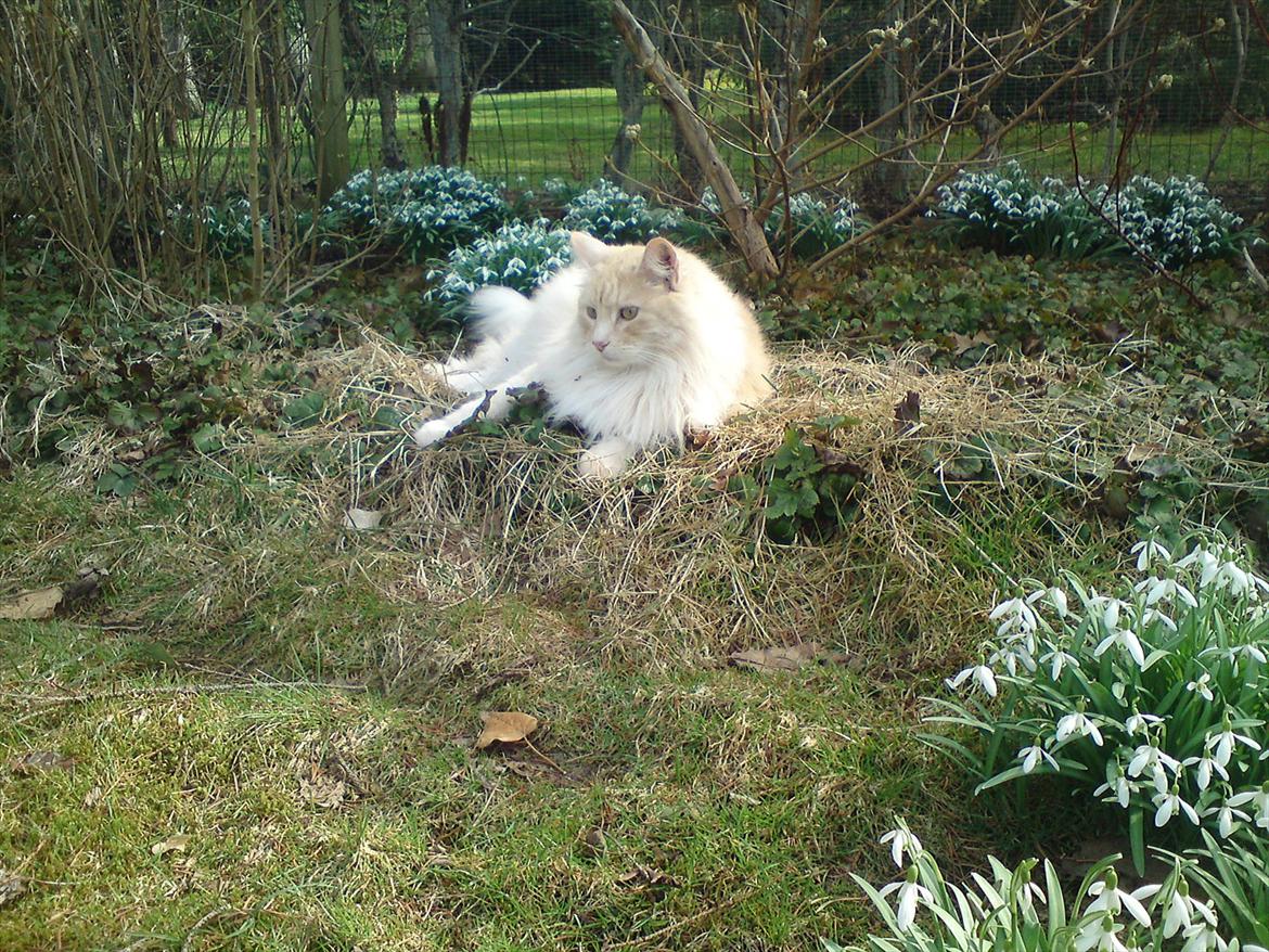 Maine Coon basse billede 5