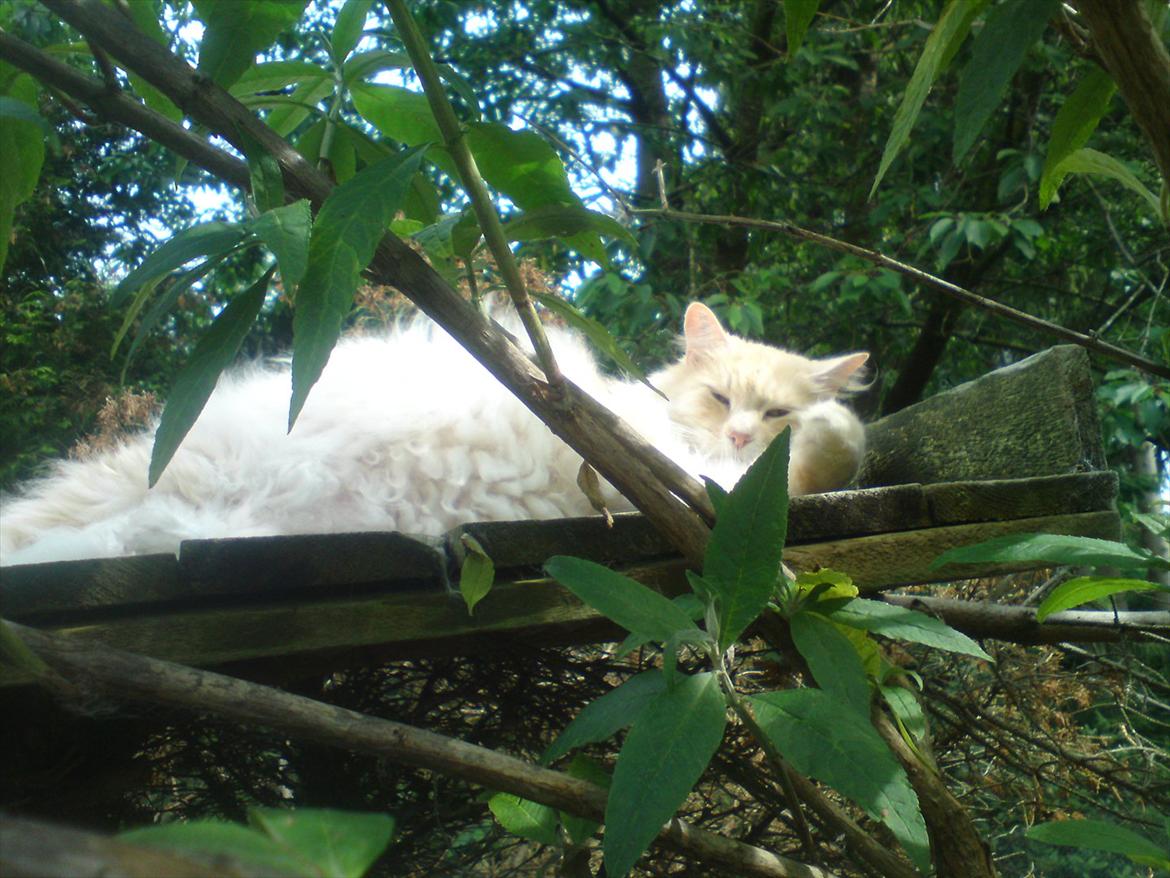 Maine Coon basse billede 2