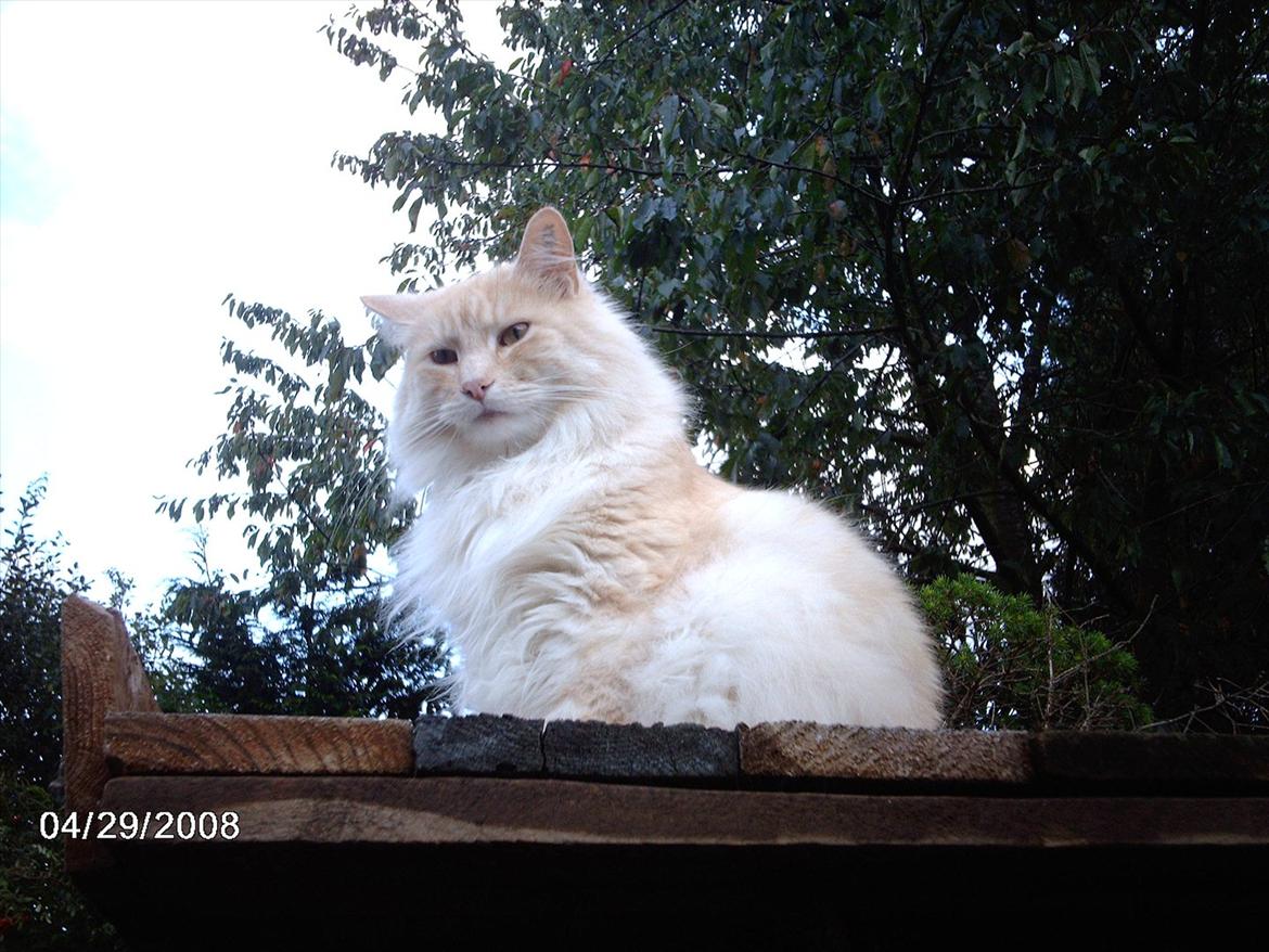 Maine Coon basse billede 6