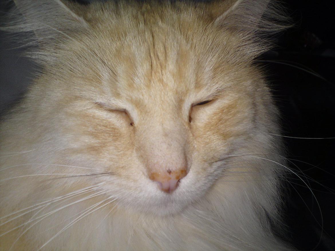 Maine Coon basse billede 7