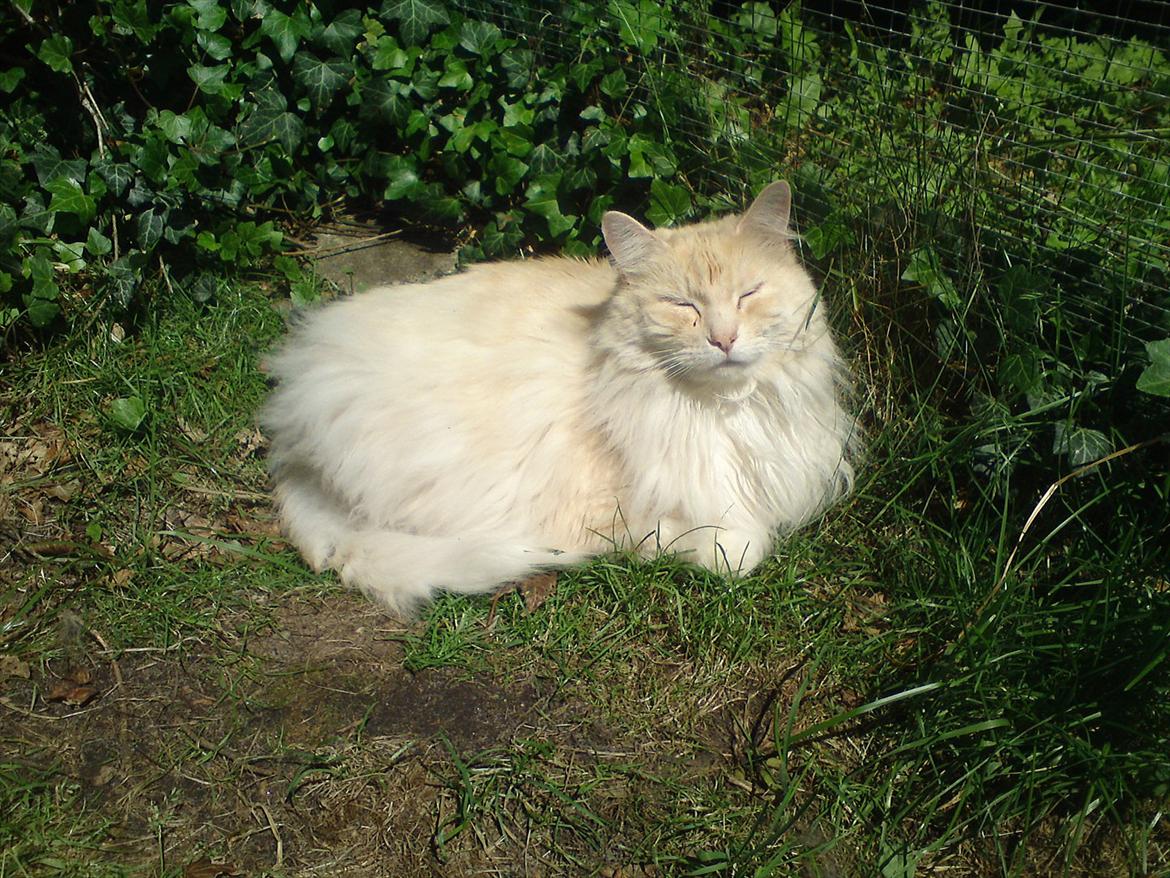 Maine Coon basse billede 8