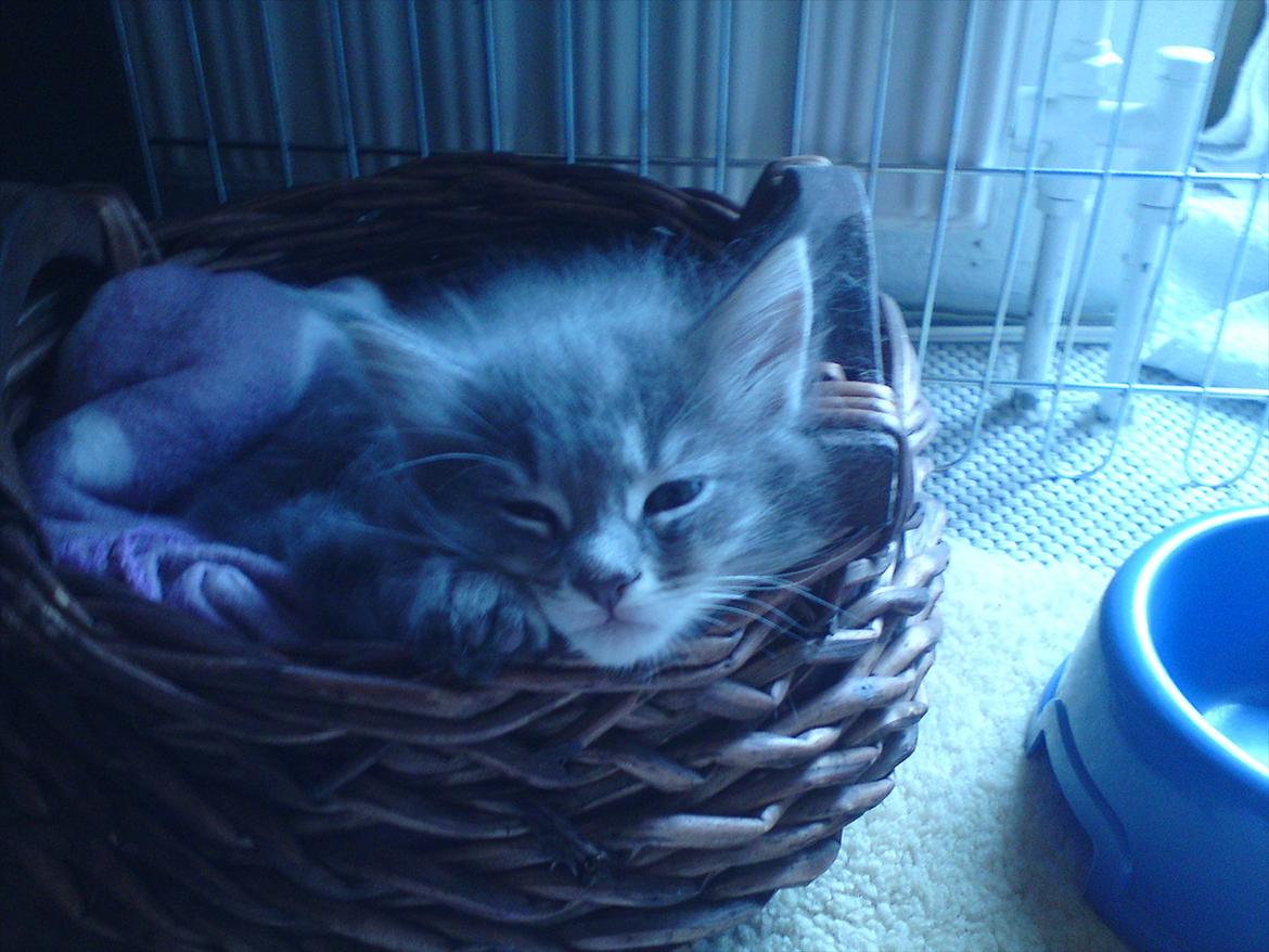 Maine Coon Lucky Coon's Kazandra is an Angle <3 (Kazandra) - charmerende ? billede 3