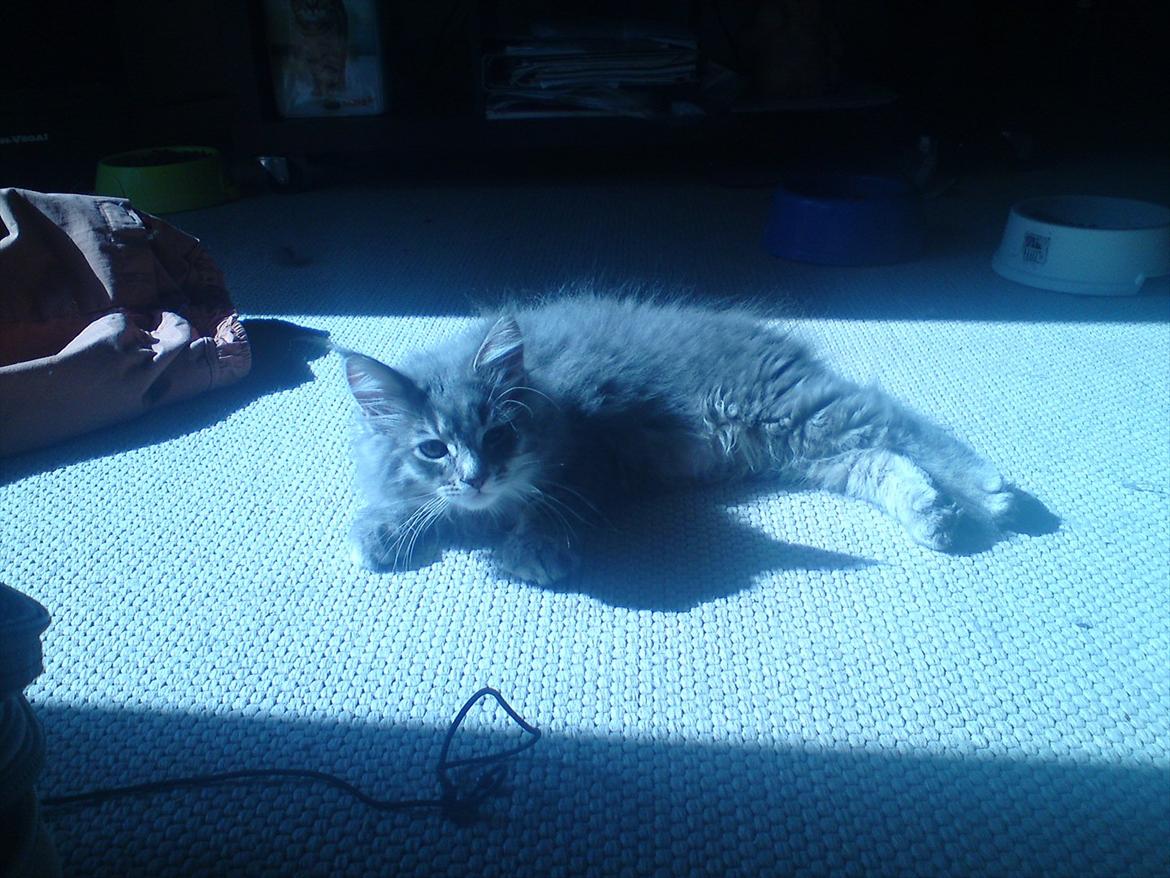 Maine Coon Lucky Coon's Kazandra is an Angle <3 (Kazandra) - hygger i en solstråle billede 10