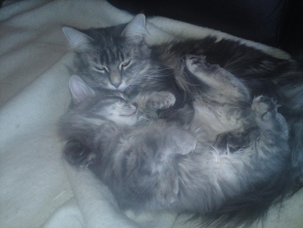 Maine Coon Lucky Coon's Kazandra is an Angle <3 (Kazandra) - her ligger jeg og putter sammen med min mor billede 11