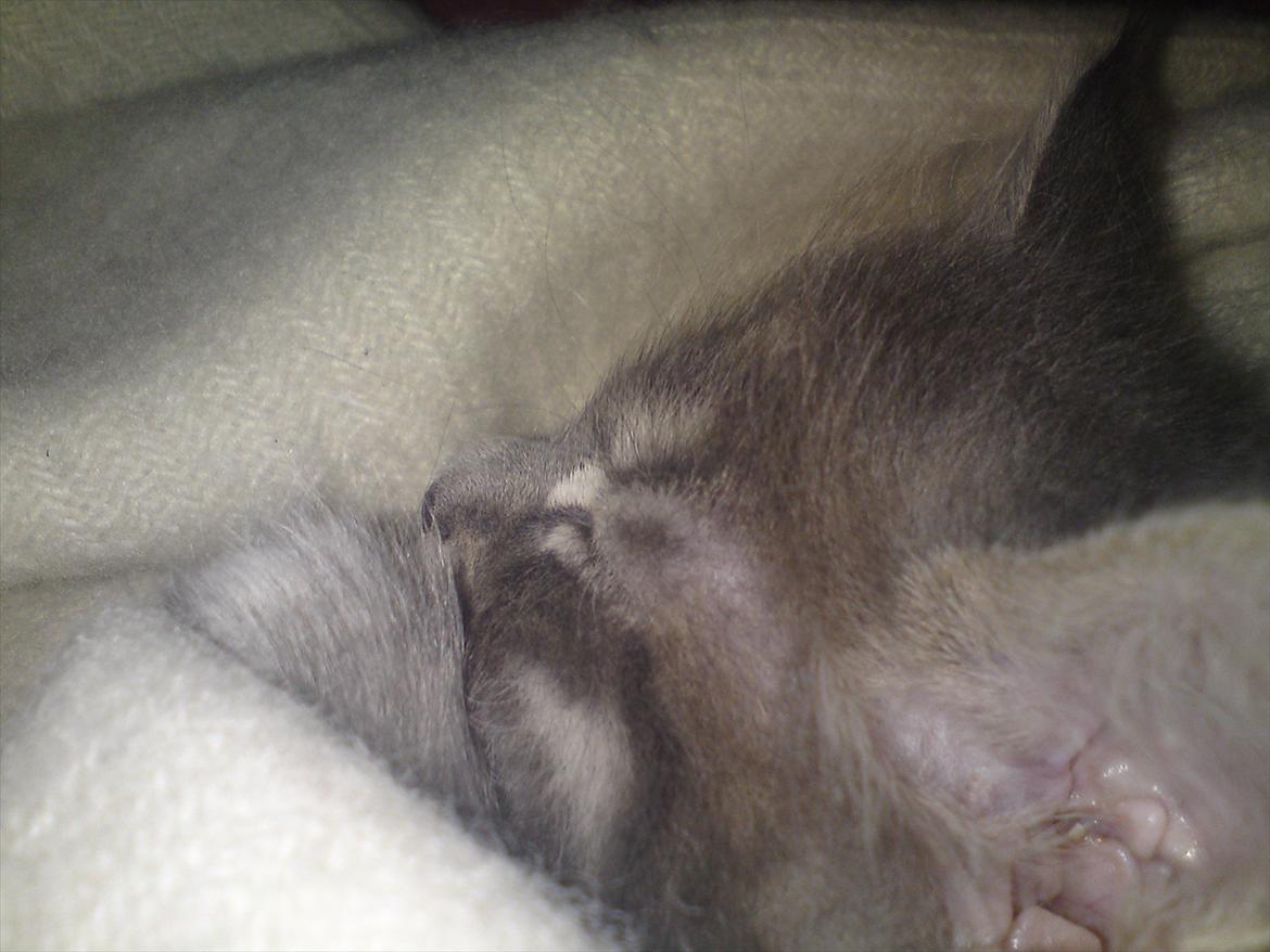 Maine Coon Lucky Coon's Kazandra is an Angle <3 (Kazandra) - får en lille tiltrængt lur billede 12