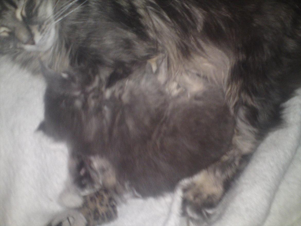 Maine Coon Lucky Coon's Kazandra is an Angle <3 (Kazandra) billede 13