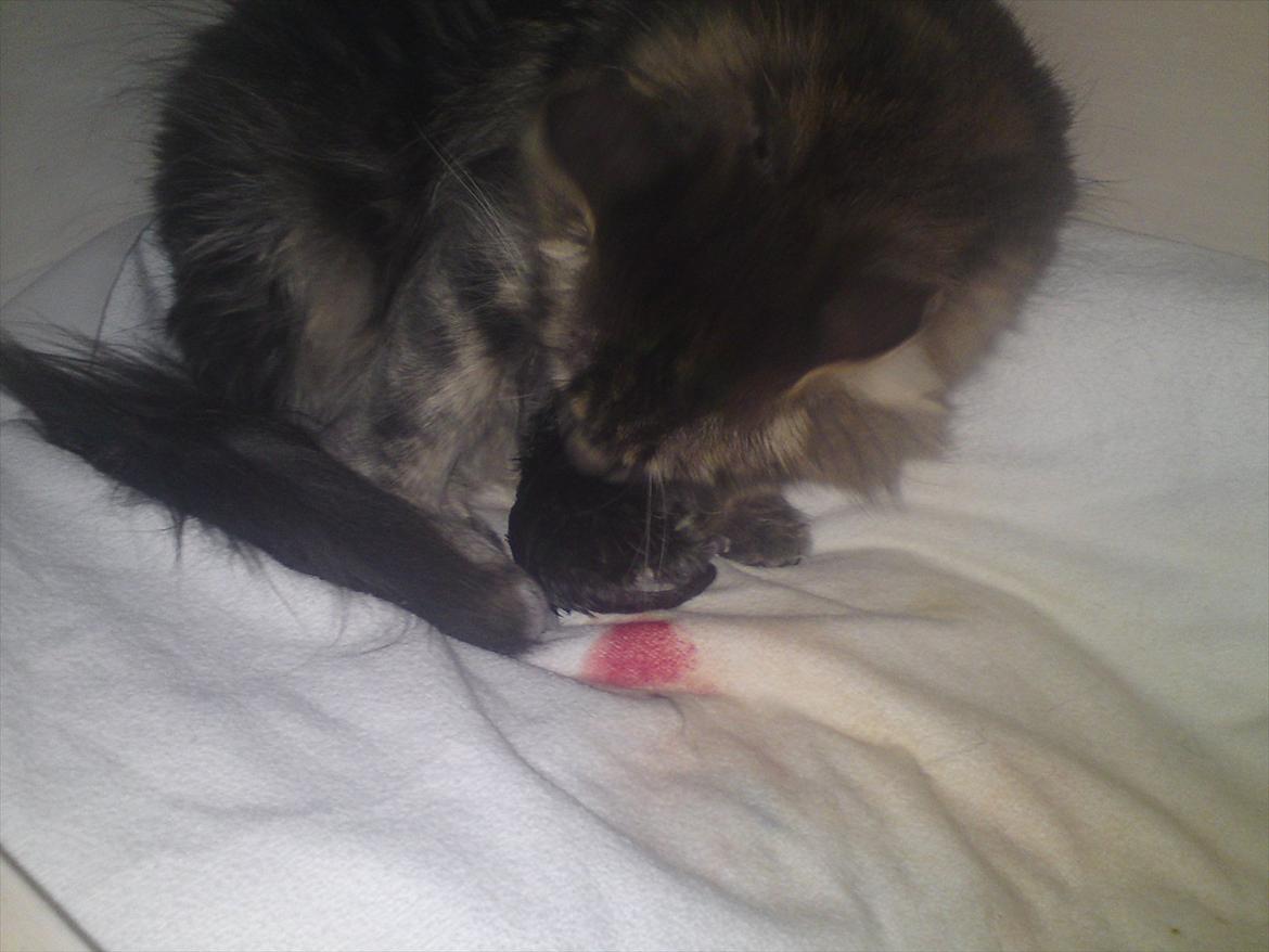 Maine Coon Lucky Coon's Kazandra is an Angle <3 (Kazandra) - hej verden..., så er jeg her endelig billede 14