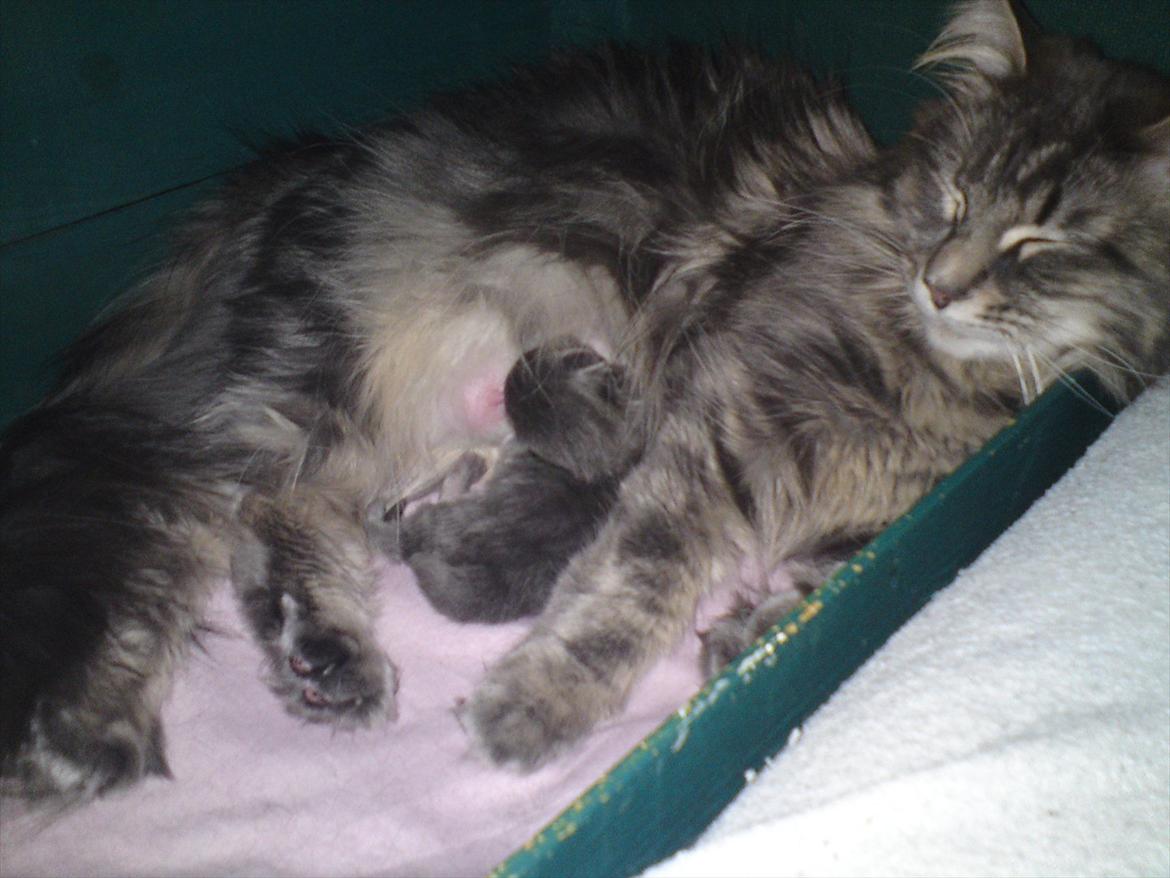 Maine Coon Lucky Coon's Kazandra is an Angle <3 (Kazandra) billede 15