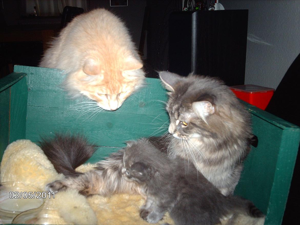 Maine Coon Lucky Coon's Kazandra is an Angle <3 (Kazandra) billede 16