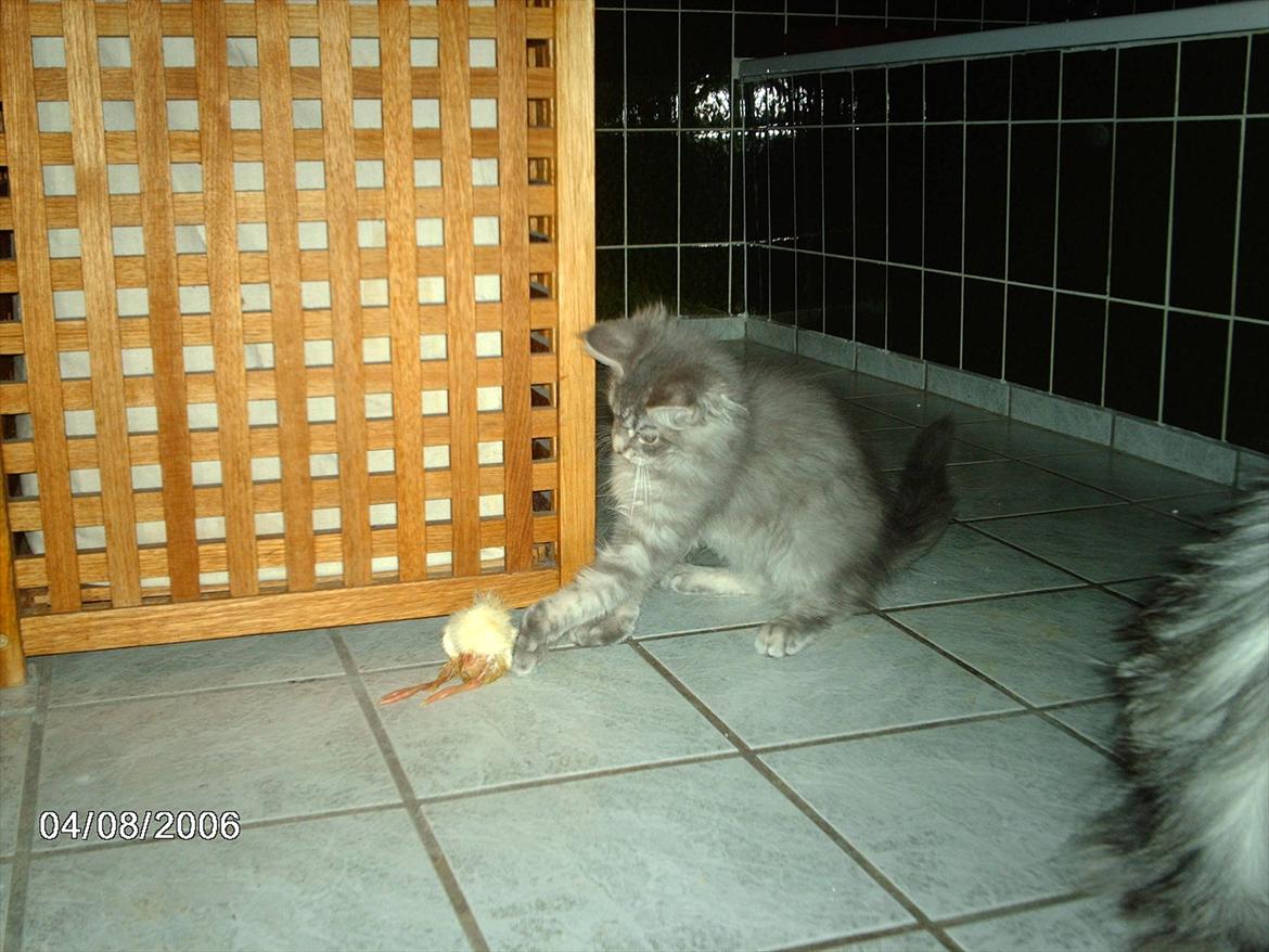 Maine Coon Lucky Coon's Kazandra is an Angle <3 (Kazandra) - her spiser jeg dagsgamle kyllinger billede 17