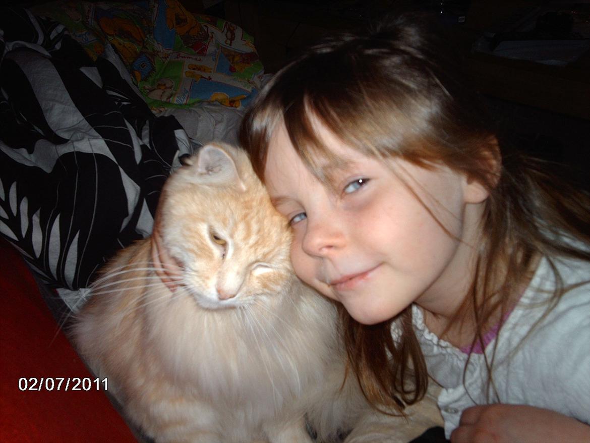 Maine Coon basse billede 9