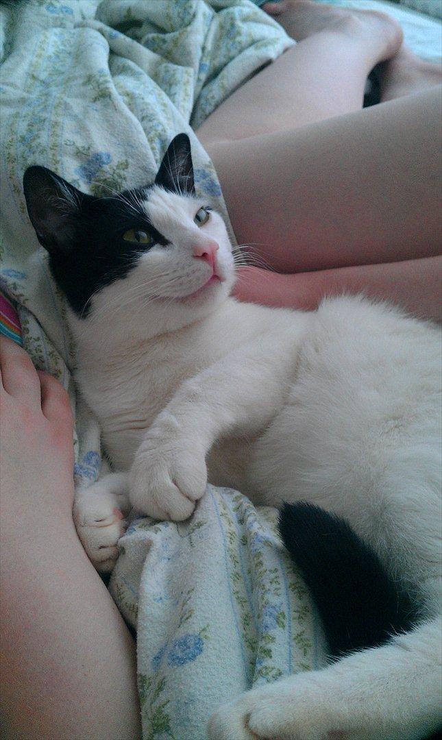 Huskat Felix billede 5