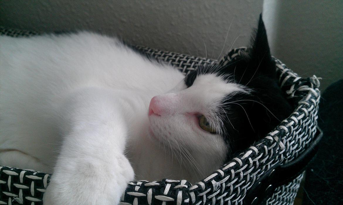 Huskat Felix billede 6