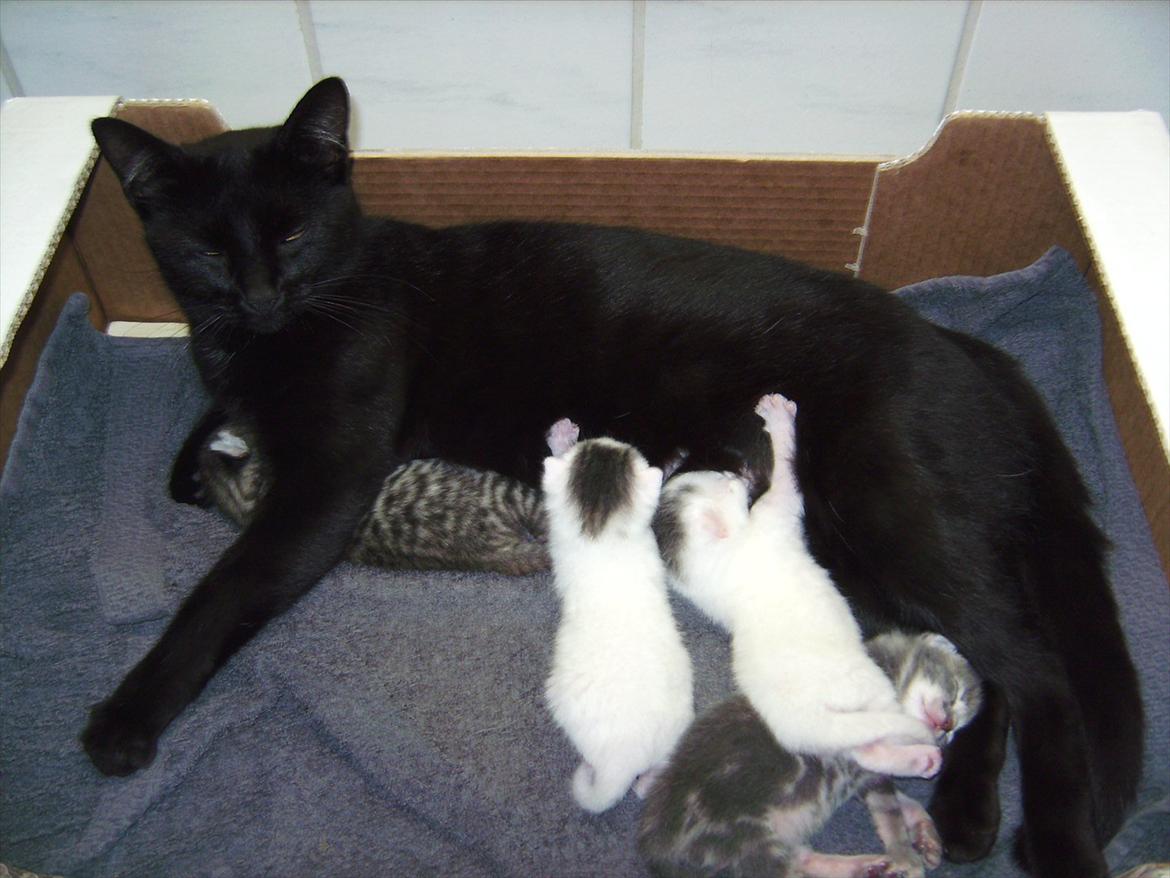 Huskat Kitty/Lille mis <3. - Lilli mis med hendes 4 nye killinger :-). billede 8