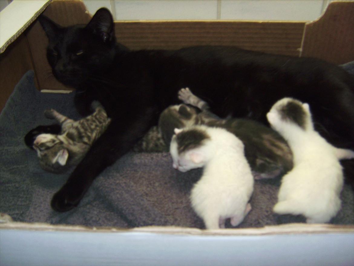 Huskat Kitty/Lille mis <3. - Igen :-) Tak fordi i kiggede med! billede 9