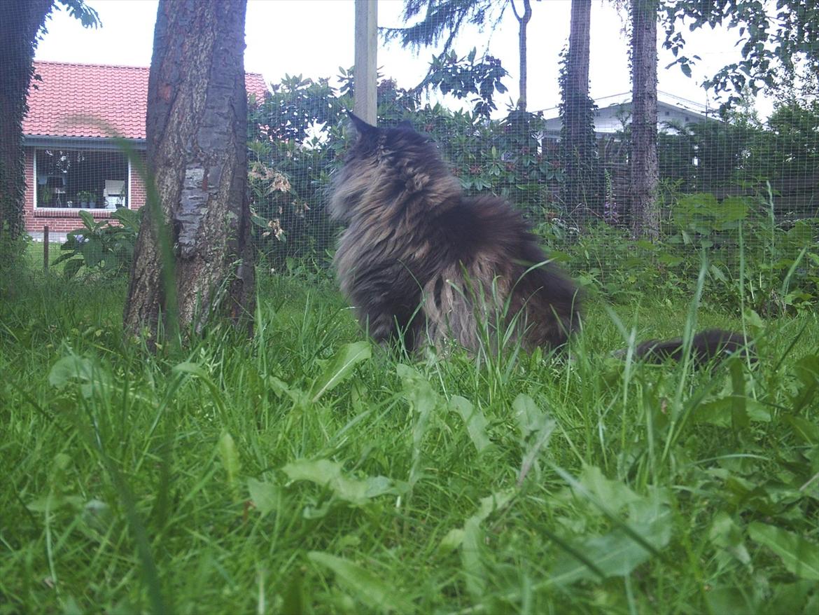 Maine Coon Champagnes Whitney (bonus) billede 6