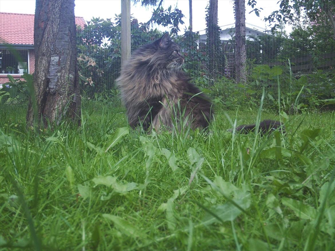 Maine Coon Champagnes Whitney (bonus) billede 7