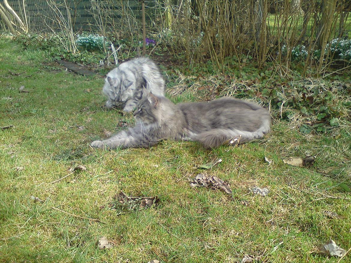 Maine Coon DK Engberg's Arkimedes (kælenavn Surfer) - mig og min søster malou i haven billede 7