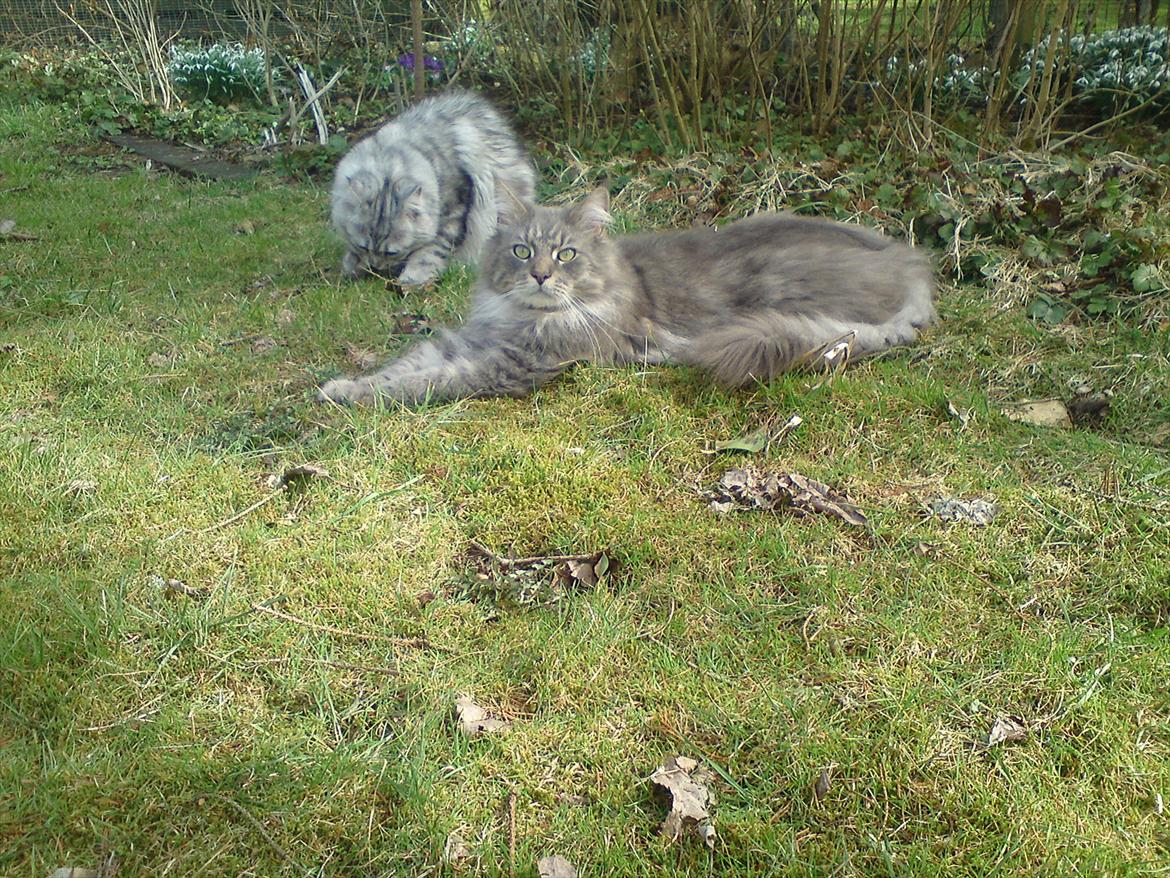 Maine Coon DK Engberg's Arkimedes (kælenavn Surfer) - mig og min søster malou i haven billede 8