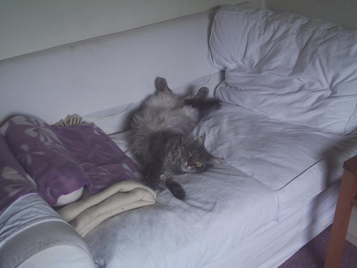 Maine Coon DK Engberg's Arkimedes (kælenavn Surfer) - gaaaab..., go morn, far billede 9