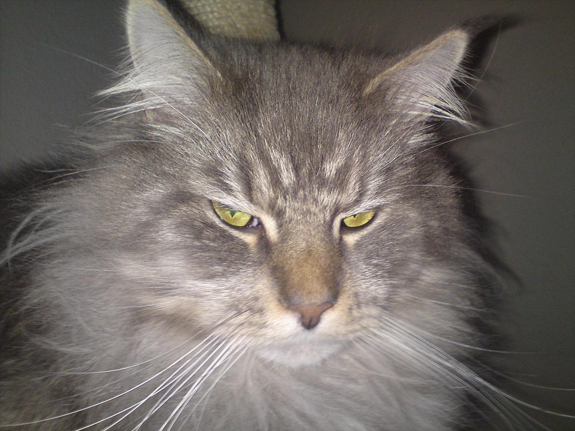 Maine Coon DK Engberg's Arkimedes (kælenavn Surfer) billede 10