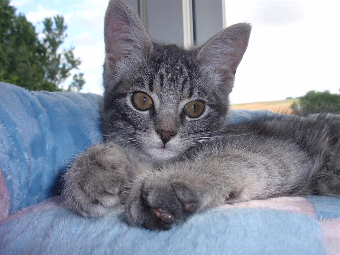 Huskat Minnie billede 1