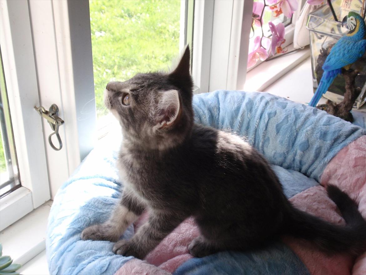 Huskat Minnie billede 2