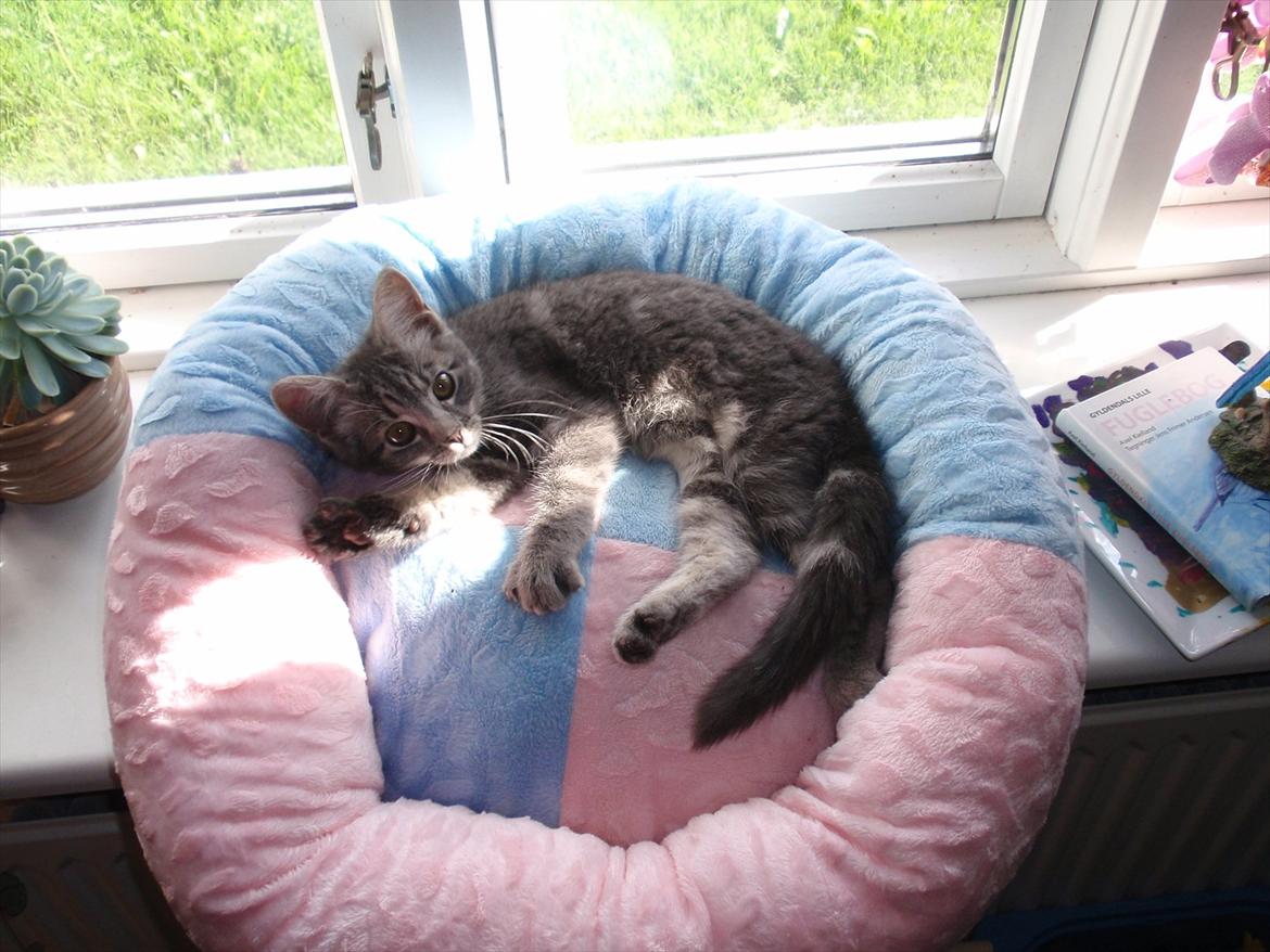 Huskat Minnie billede 3