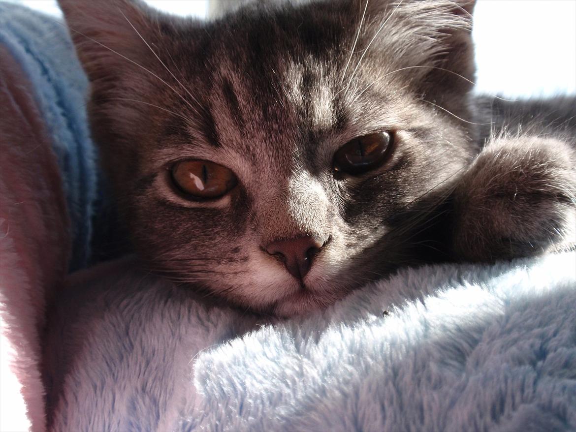 Huskat Minnie billede 4