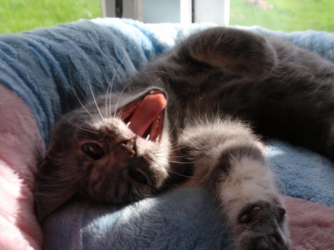 Huskat Minnie billede 5