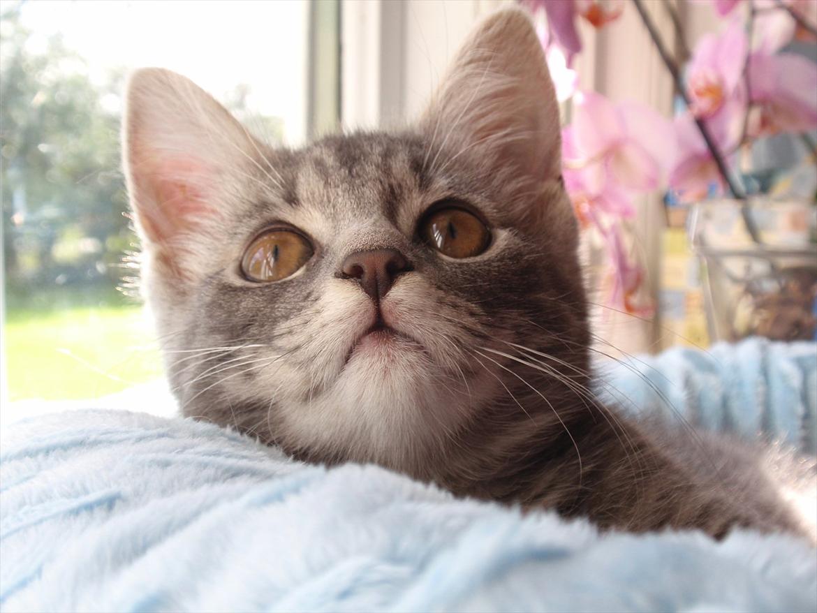 Huskat Minnie billede 6