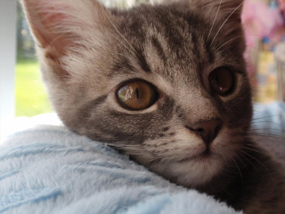 Huskat Minnie billede 7