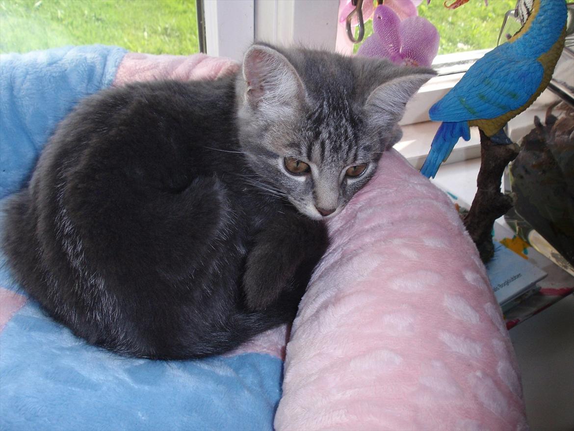 Huskat Minnie billede 8