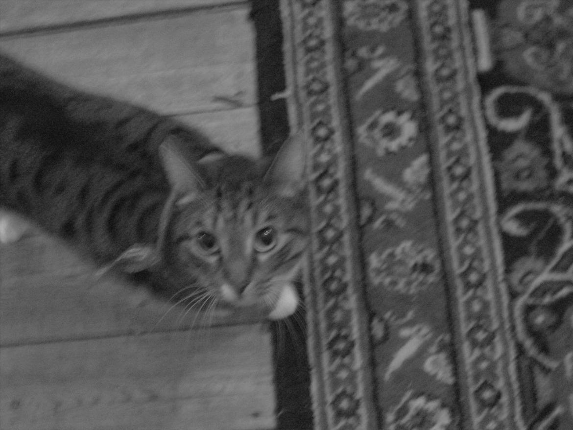 Huskat Feline (R.i.P) - jeg vil bare hilse billede 1